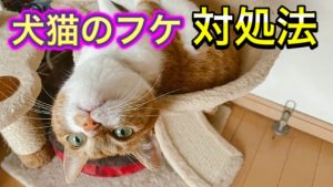 犬ちゃん、猫ちゃんのフケについて|三ッ池動物病院のスタッフブログ