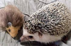 小岩（動物看護師）
