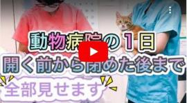 三ツ池動物病院チャンネル