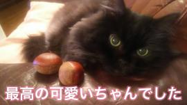 副院長 稲垣絵里子(獣医師)