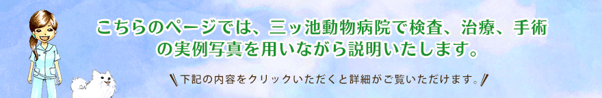 こちらのページでは、三ツ池動物病院で検査、治療、手術の実例写真を用いながら説明いたします。 下記の内容をクリックいただくと詳細がご覧いただけます。