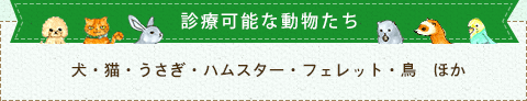 うさぎ・ハムスター・フェレット・鳥など