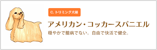 アメリカン・コッカースパニエル  穏やかで臆病でない。自由で快活で健全。 C. トリミング犬種