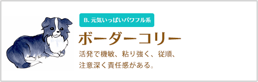 ボーダーコリー  活発で機敏、粘り強く、従順、 注意深く責任感がある。B. 元気いっぱいパワフル系