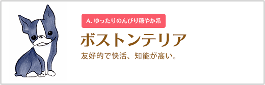 ボストンテリア  友好的で快活、知能が高い。 A. ゆったりのんびり穏やか系