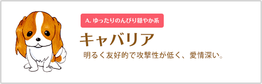 キャバリエ 明るく友好的で攻撃性が低く、愛情深い。A. ゆったりのんびり穏やか系