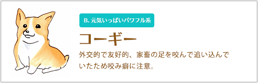 コーギー  外交的で友好的、家畜の足を咬んで追い込んで いたため咬み癖に注意。 B. 元気いっぱいパワフル系