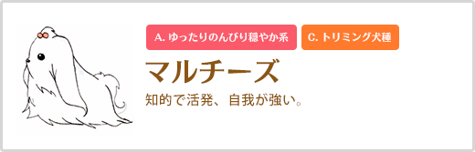 マルチーズ  知的で活発、自我が強い。A. ゆったりのんびり穏やか系 C. トリミング犬種