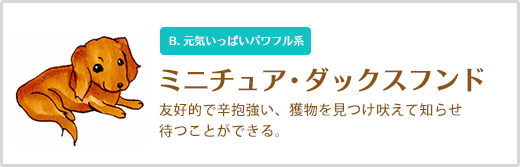 ミニチュア・ダックスフンド  友好的で辛抱強い、獲物を見つけ吠えて知らせ 待つことができる。 B. 元気いっぱいパワフル系