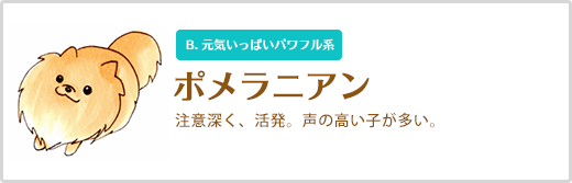 ポメラニアン  注意深く、活発。声の高い子が多い。 B. 元気いっぱいパワフル系