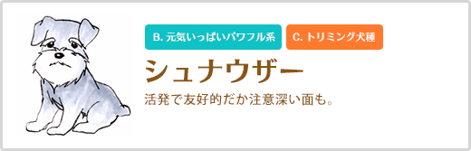 シュナウザー  活発で友好的だか注意深い面も。 B. 元気いっぱいパワフル系 C. トリミング犬種