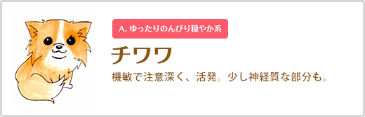 チワワ  機敏で注意深く、活発。少し神経質な部分も。A. ゆったりのんびり穏やか系