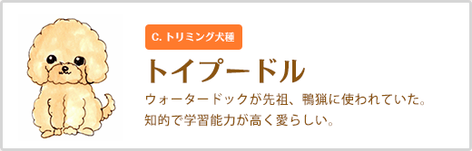 トイプードル  ウォータードックが先祖、鴨猟に使われていた。 知的で学習能力が高く愛らしい。 C. トリミング犬種