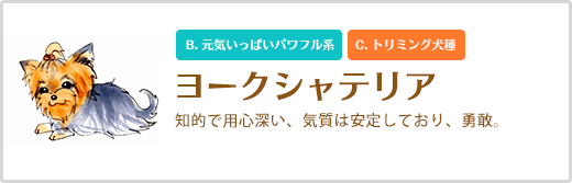 ヨーキー  知的で用心深い、気質は安定しており、勇敢。 B. 元気いっぱいパワフル系 C. トリミング犬種