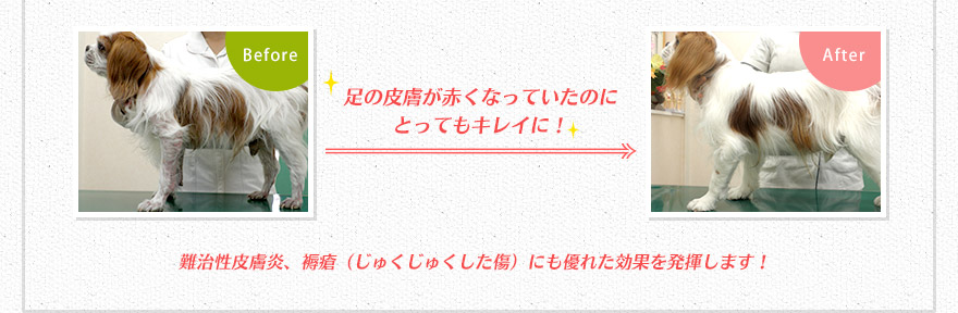 足の皮膚が赤くなっていたのにとってもキレイに！ 難治性皮膚炎、褥瘡（じゅくじゅくした傷）にも優れた効果を発揮します！ぜひ試してみてね♪